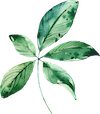 hand drawn leaf decoration